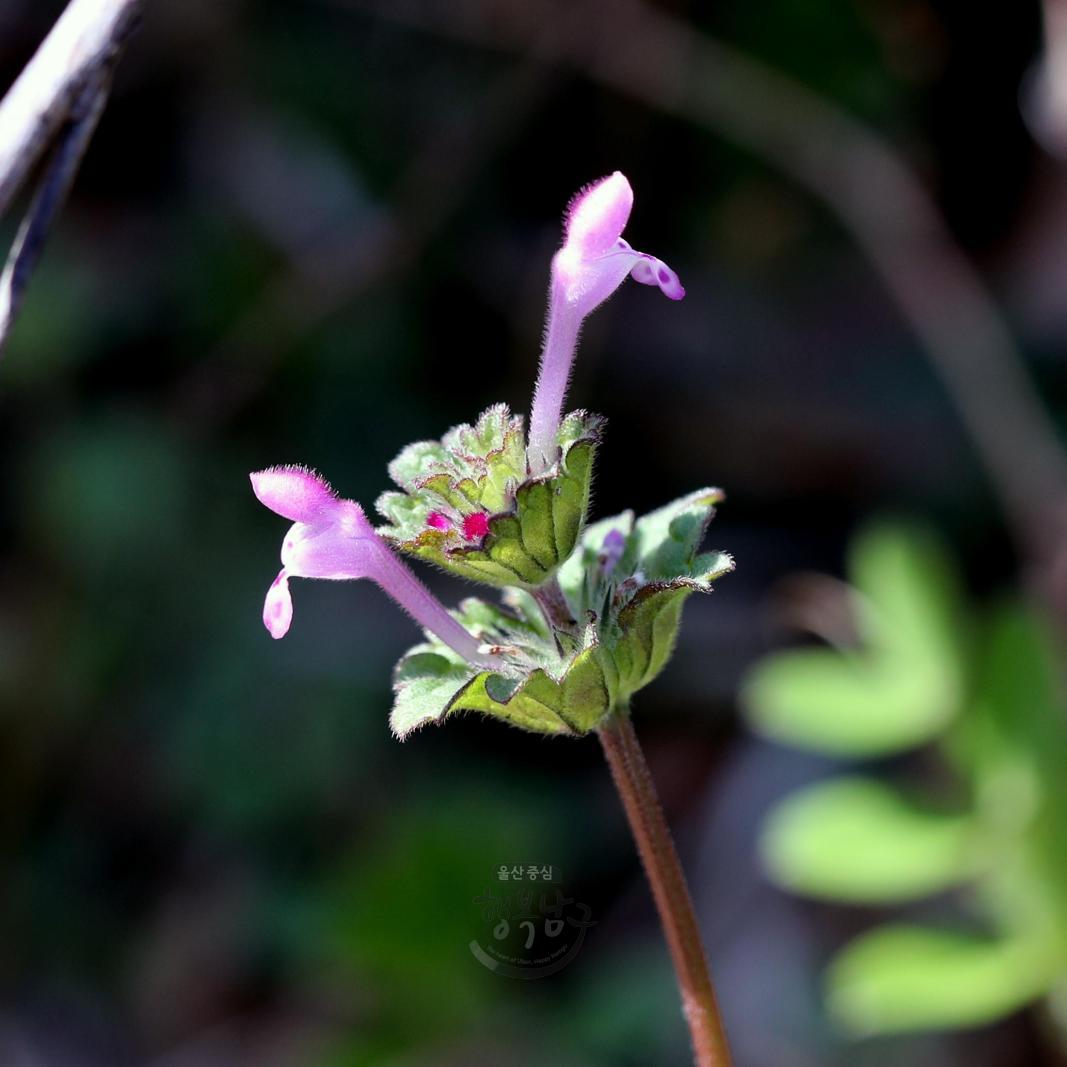 솔마루길 야생화 - 광대나물꽃 의 사진