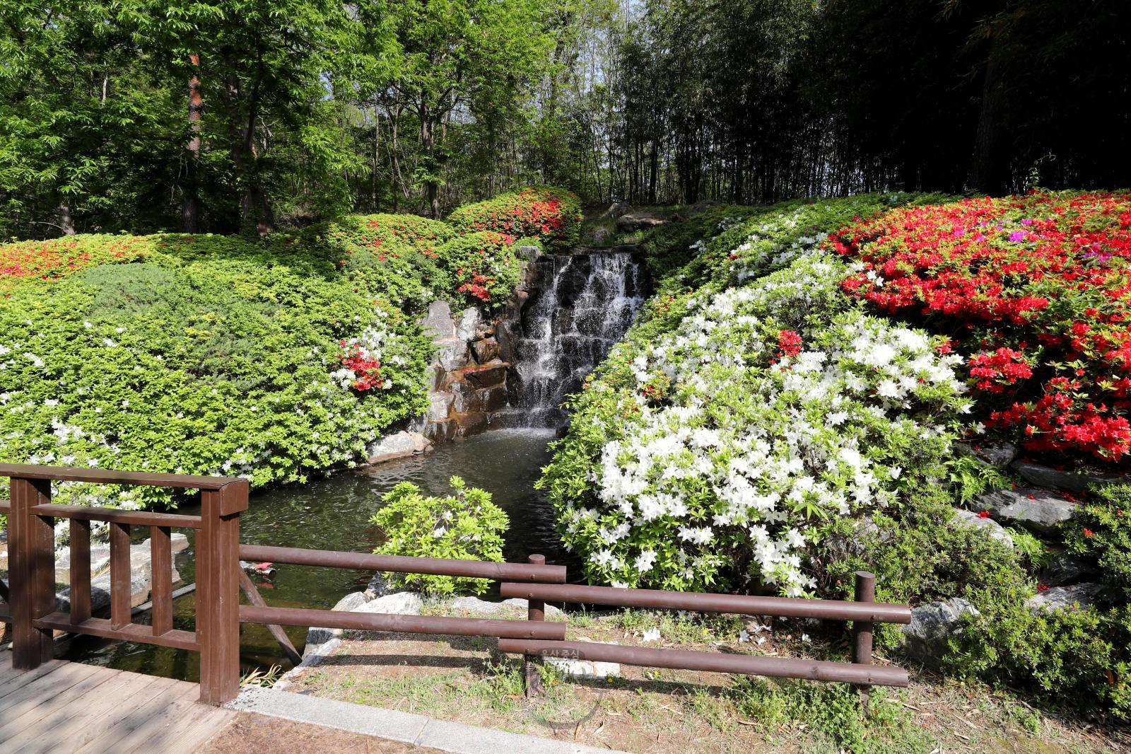 선암호수공원 벽천폭포 철쭉꽃 - 울남9경 의 사진