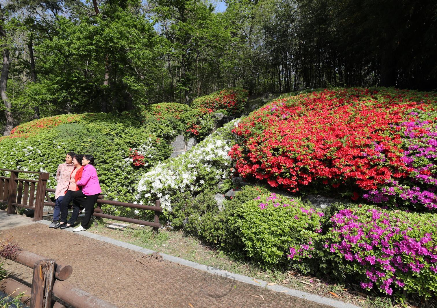 선암호수공원 벽천폭포 철쭉꽃 - 울남9경 의 사진