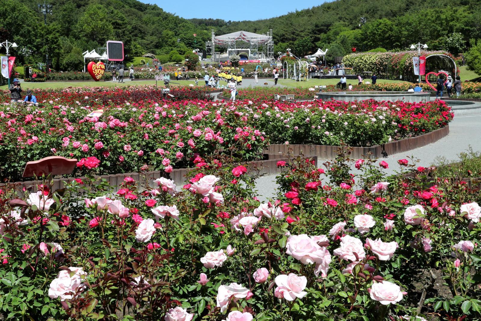 2019 울산대공원 장미축제 의 사진