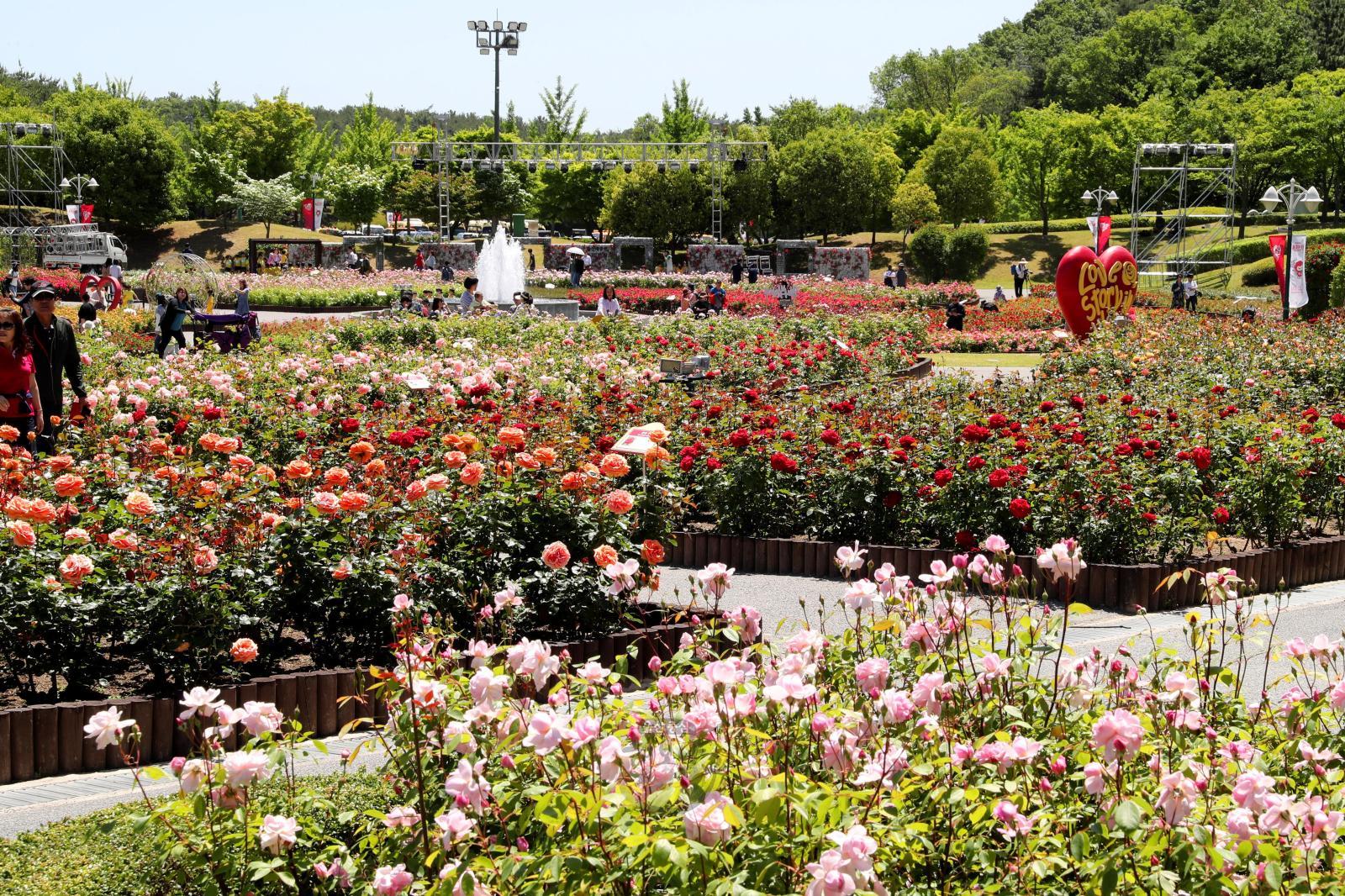 2019 울산대공원 장미축제 의 사진