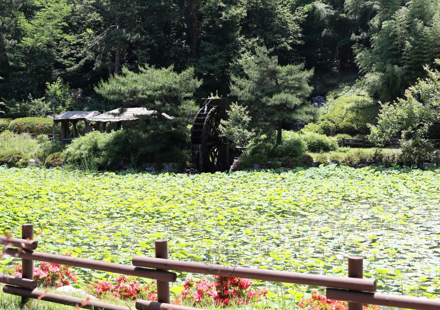 선암호수공원 연꽃지 - 울남9경 의 사진
