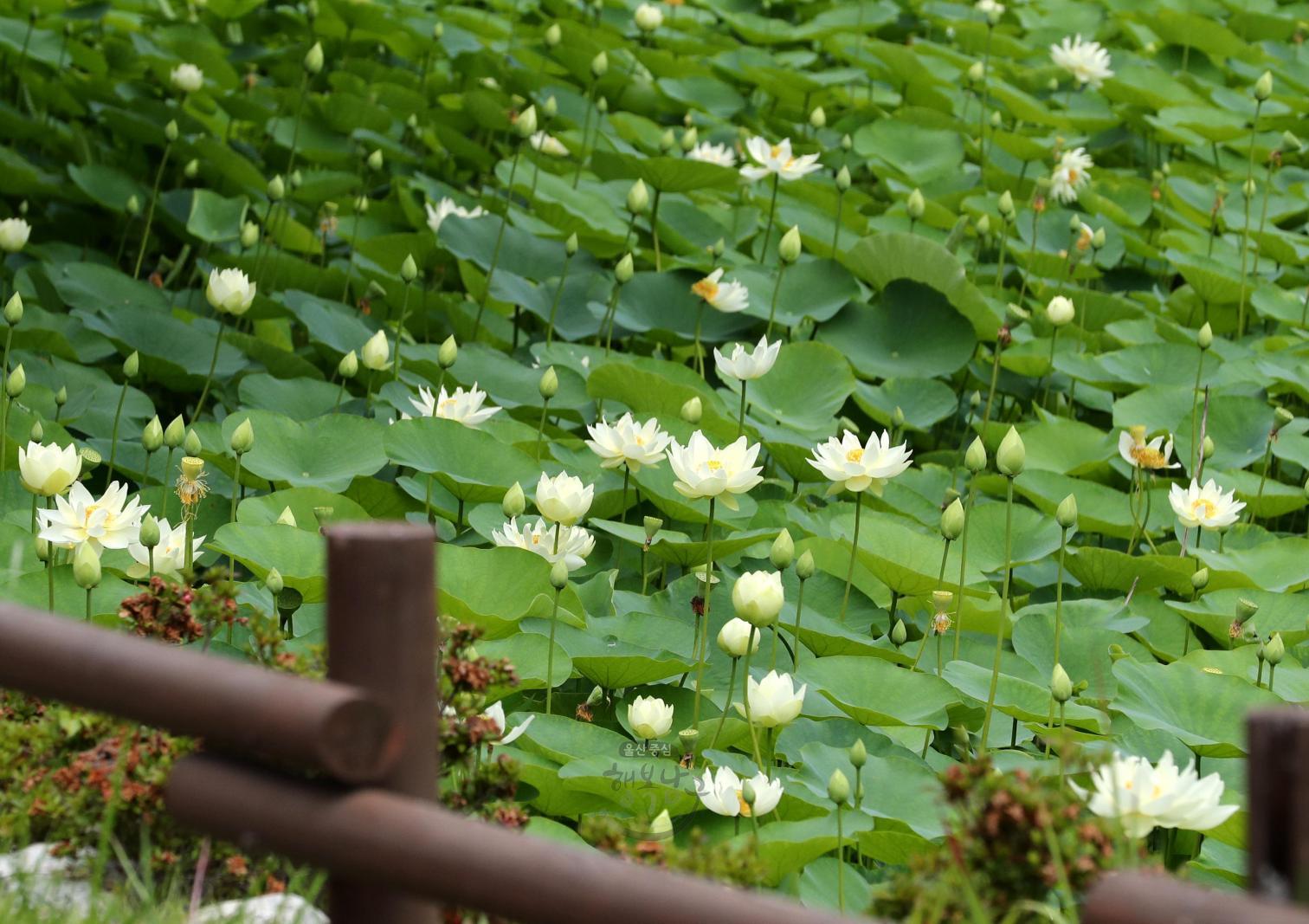 선암호수공원 연꽃 - 울남9경 의 사진