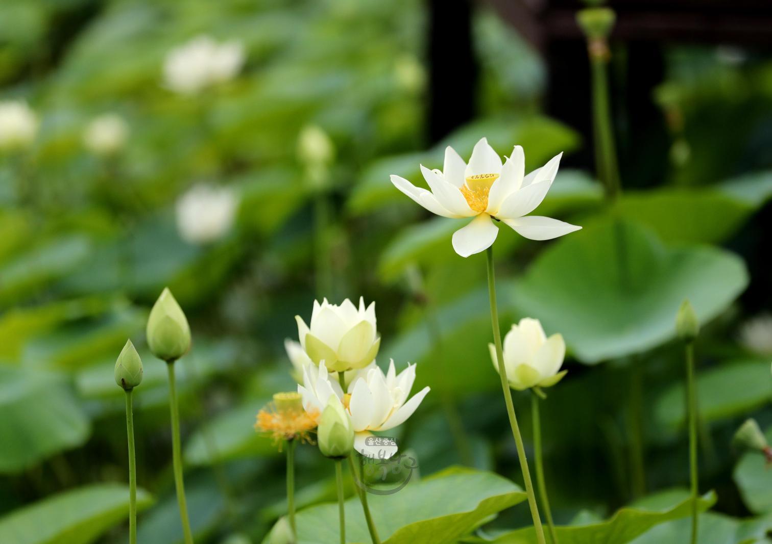 선암호수공원 연꽃 - 울남9경 의 사진