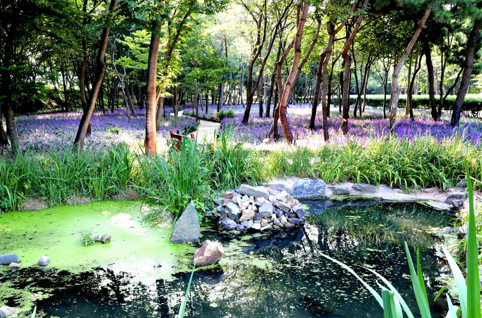 태화강국가정원(철새공원)  맥문동꽃 의 사진