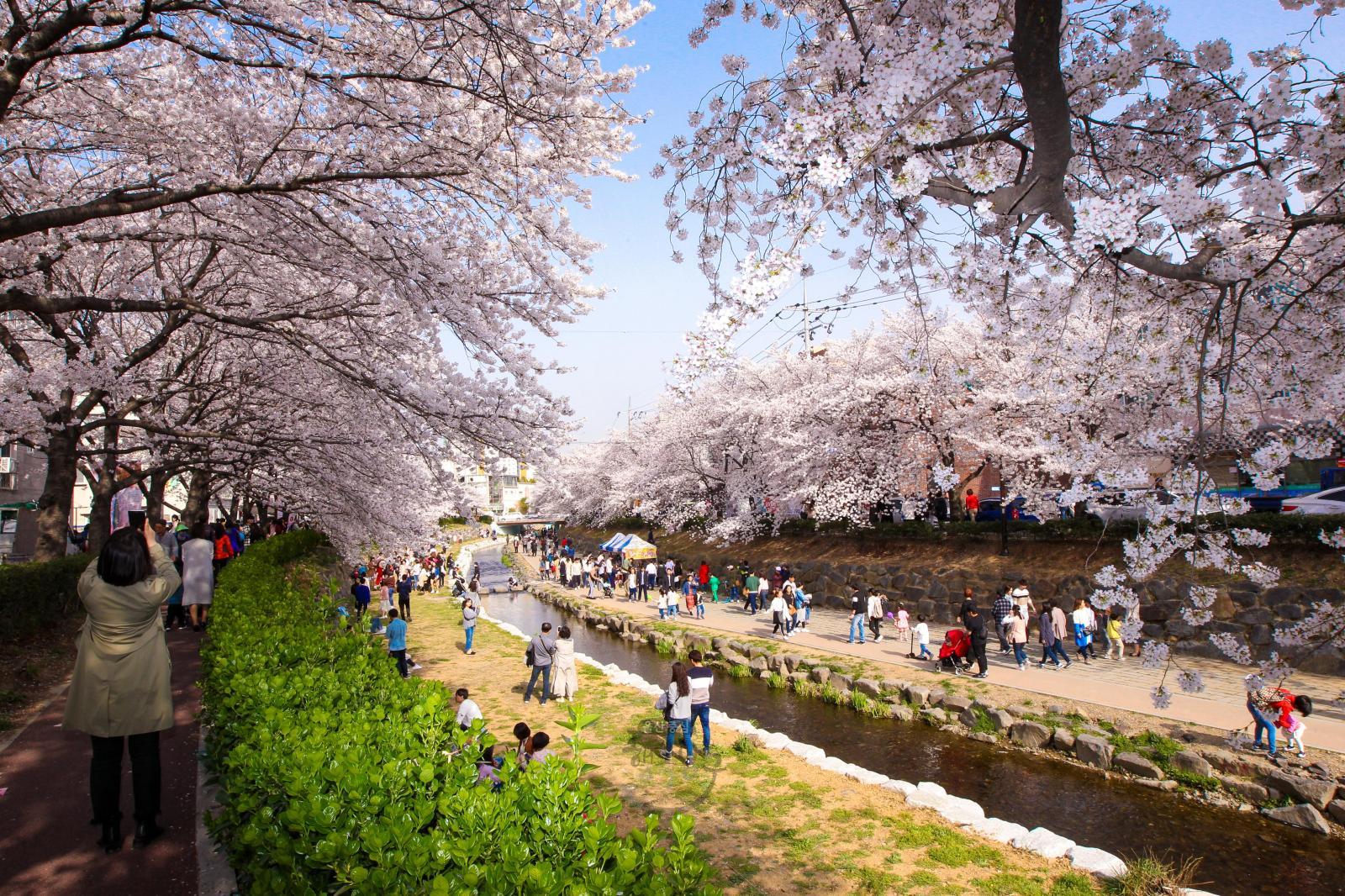 무거천(궁거랑) 벚꽃 의 사진