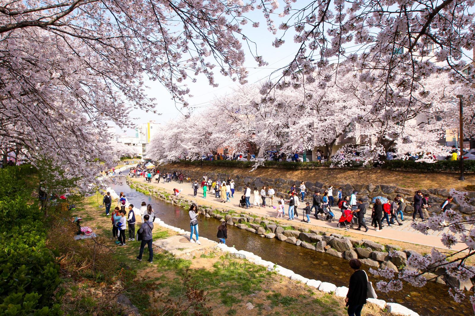 무거천(궁거랑) 벚꽃 의 사진