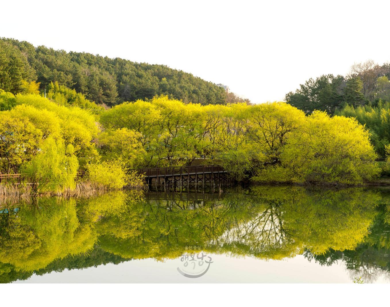 [장려상] 호수공원의 봄 - 김영화 의 사진