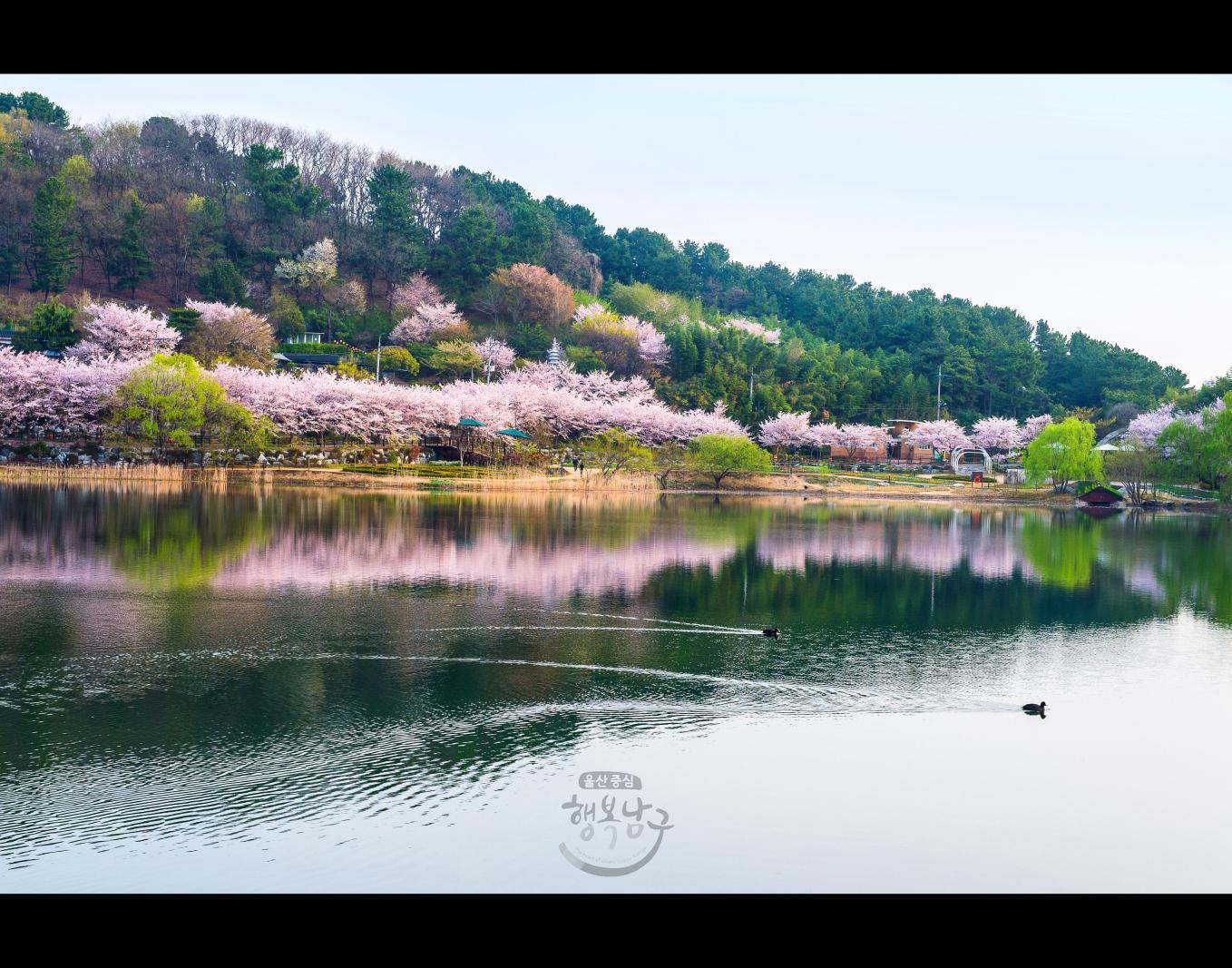 [가작] 호수공원의봄 - 김영화 의 사진