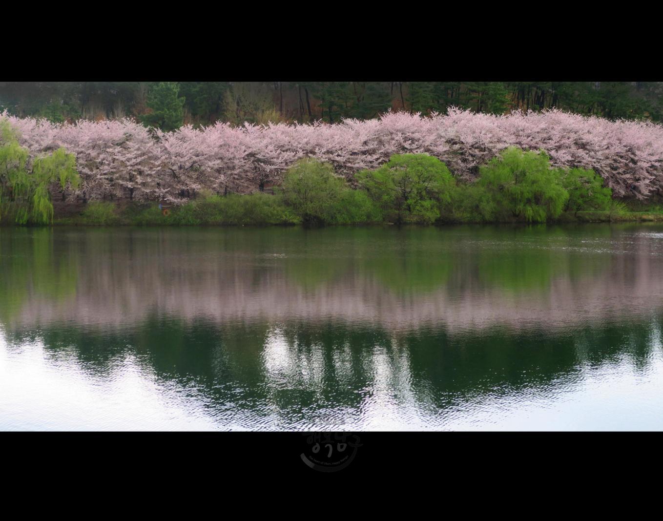 [입선] 저수지 벚꽃 - 김경숙 의 사진