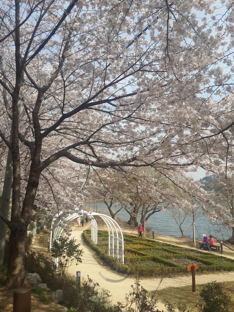 [입선] 벚꽃나무아래 - 김태정 의 사진