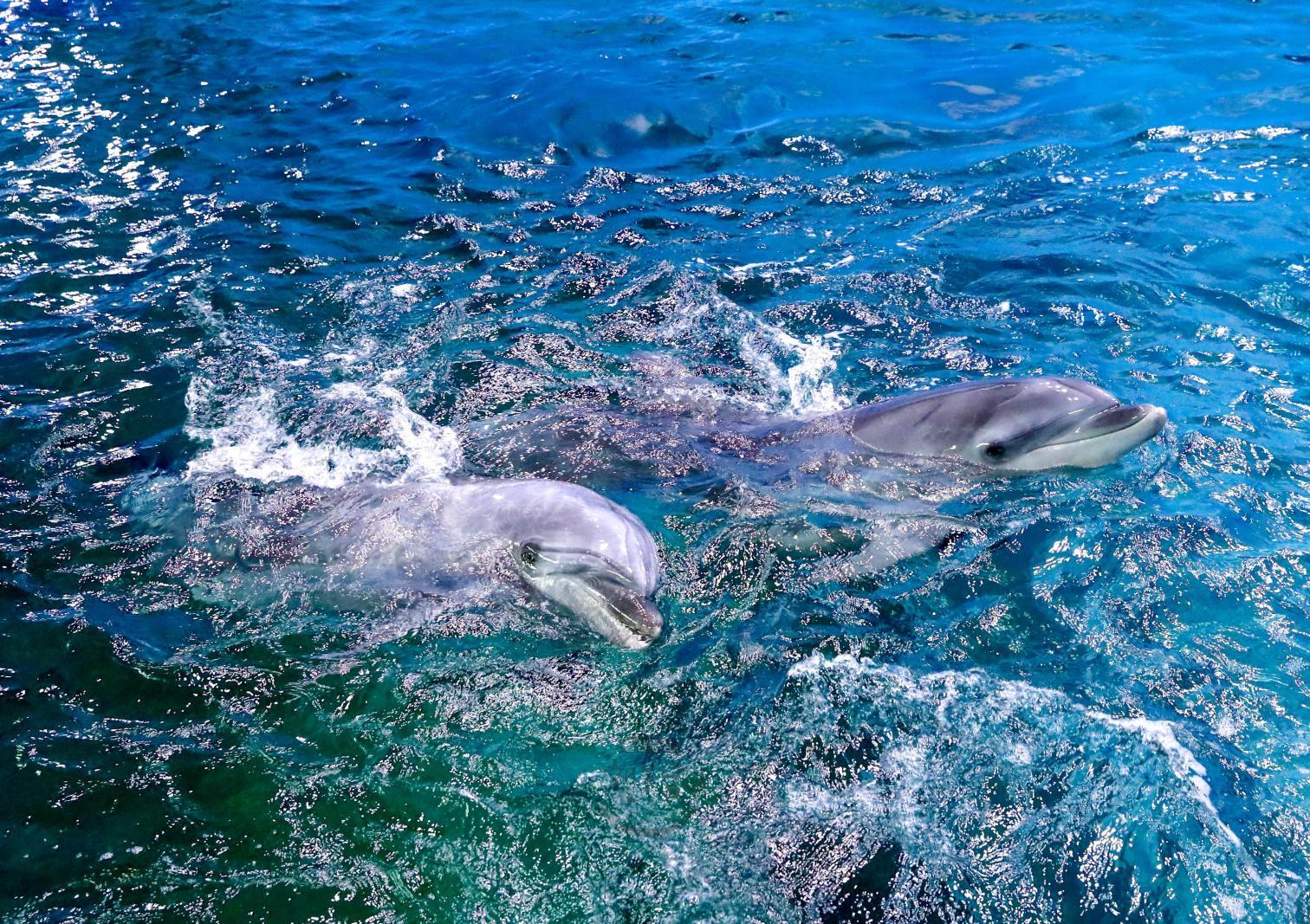 꼬마돌고래 고장수 공개 의 사진