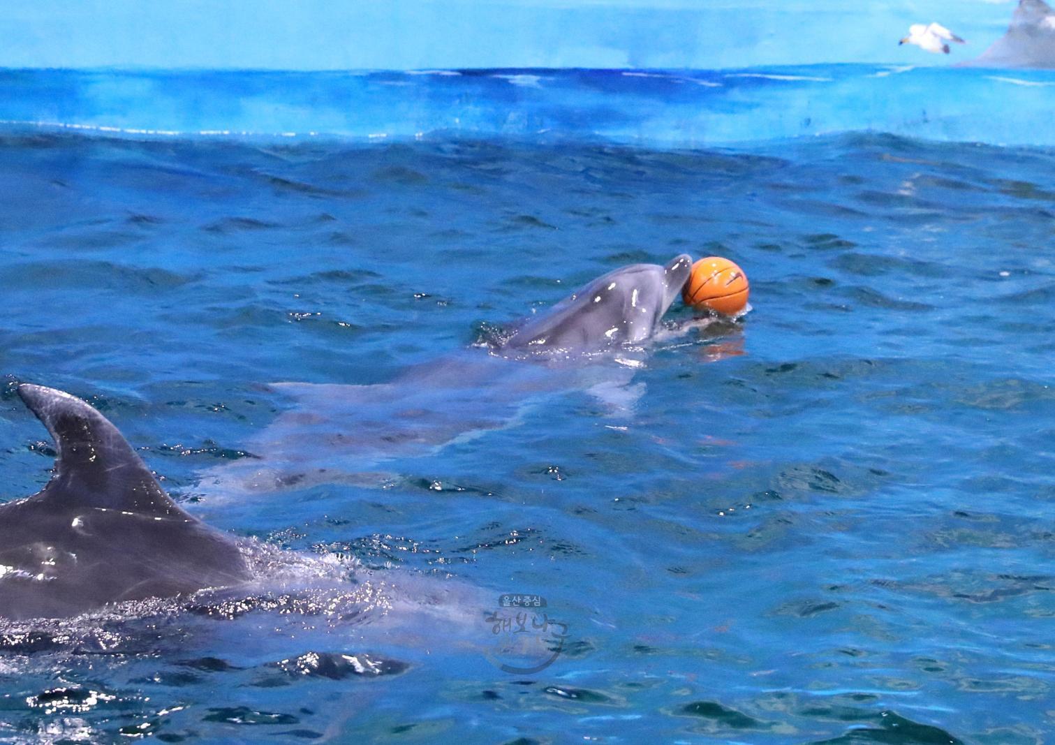 꼬마돌고래 고장수 공개 의 사진