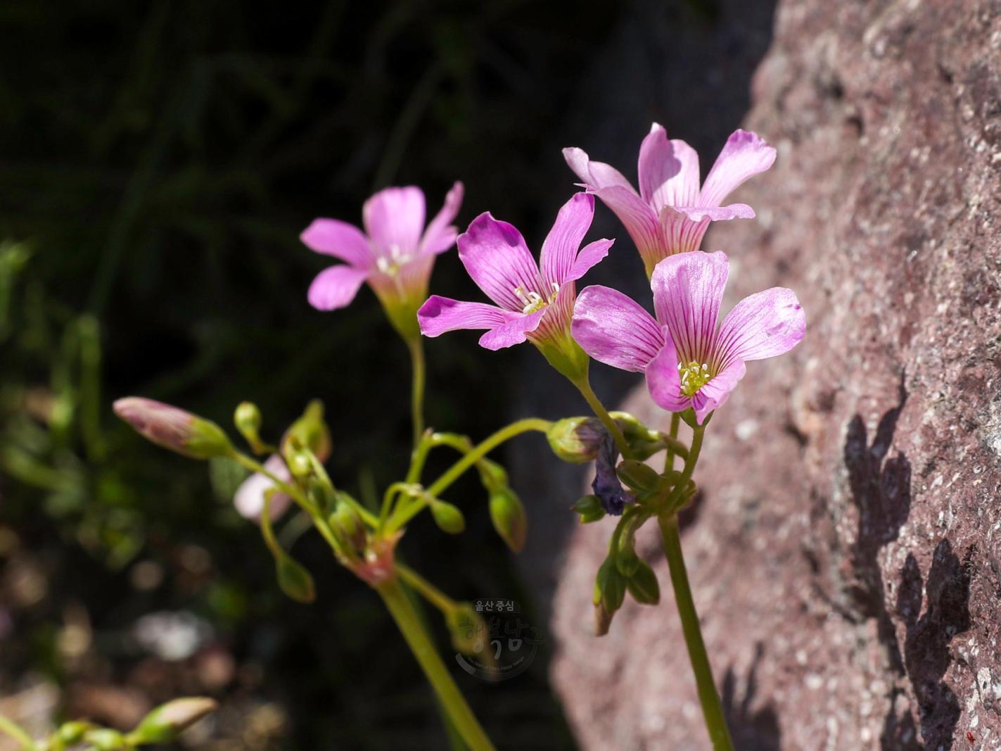 솔마루길 야생화 - 자주괭이밥 꽃 의 사진