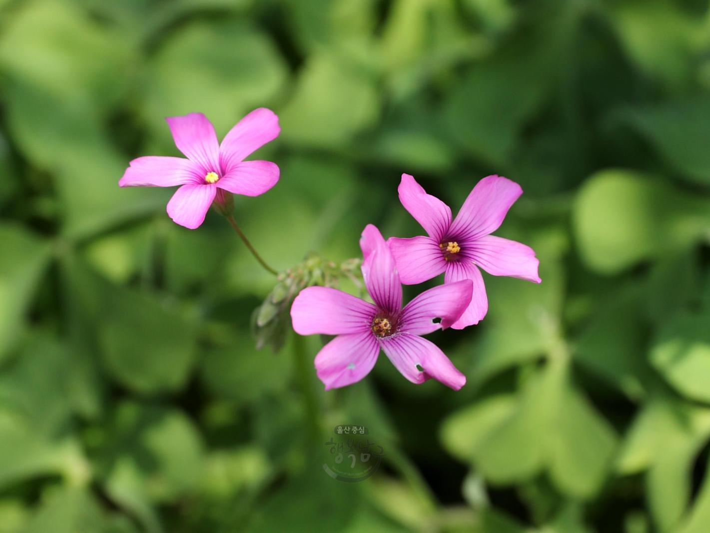 솔마루길 야생화 - 자주괭이밥 꽃 의 사진