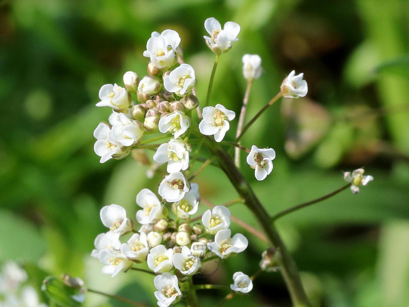 솔마루길 야생화 - 냉이꽃 의 사진