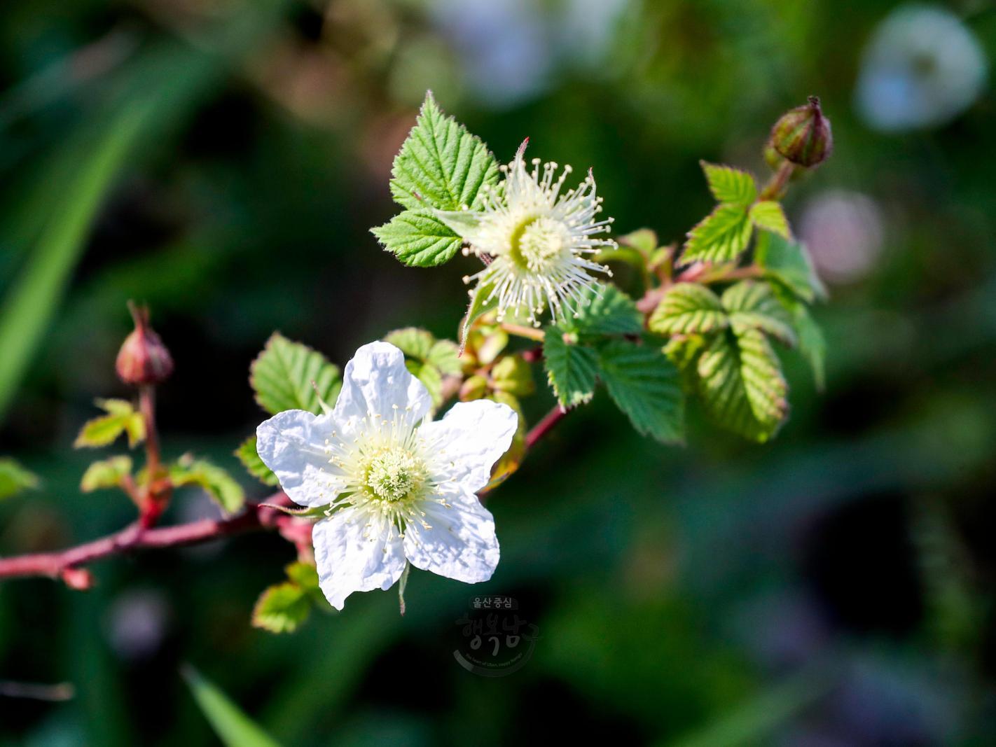 솔마루길 야생화 - 산딸기꽃 의 사진