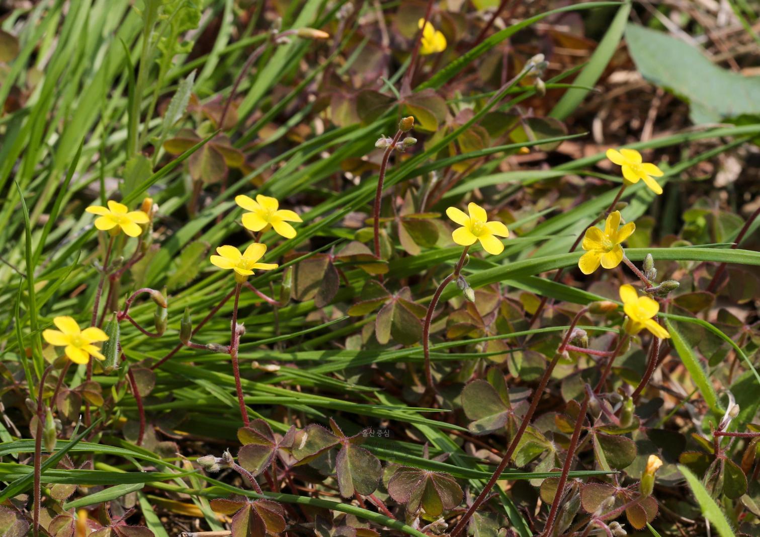 솔마루길 야생화 - 괭이밥 꽃 의 사진