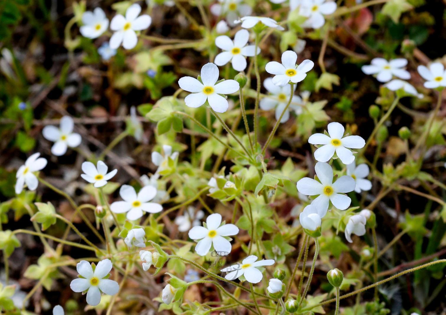 솔마루길 야생화 - 봄맞이꽃 의 사진