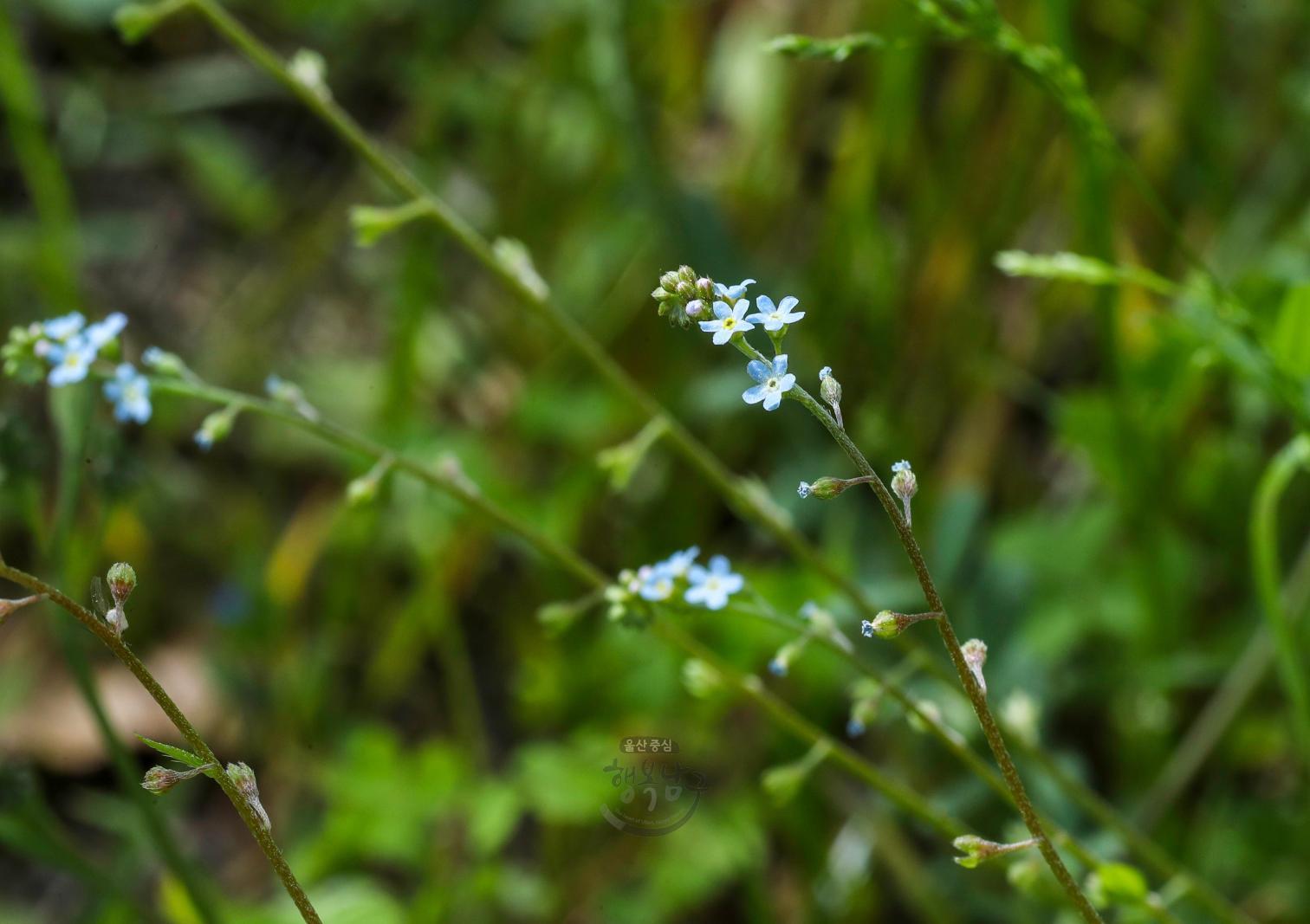 솔마루길 야생화 - 꽃마리 의 사진