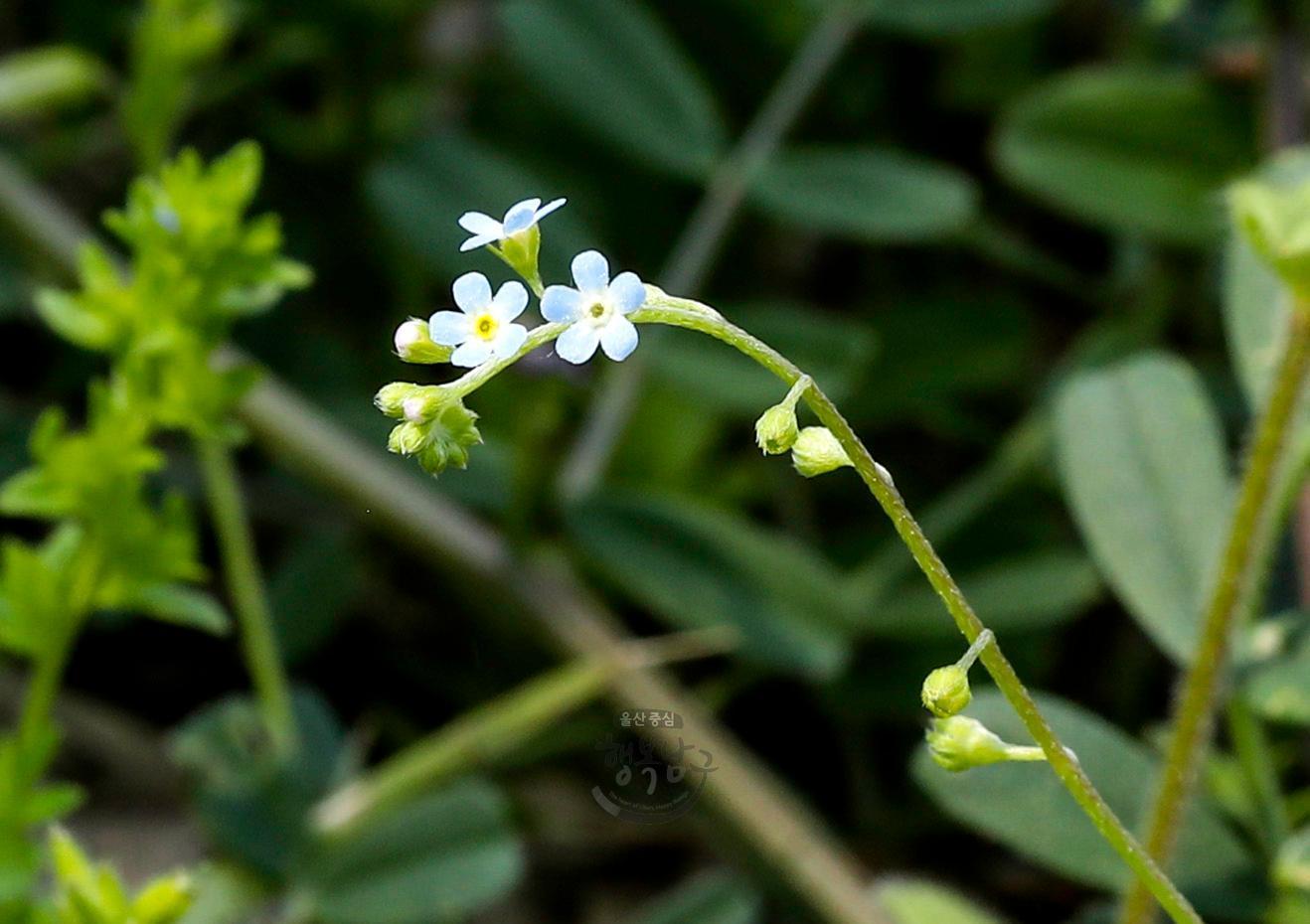 솔마루길 야생화 - 꽃마리 의 사진