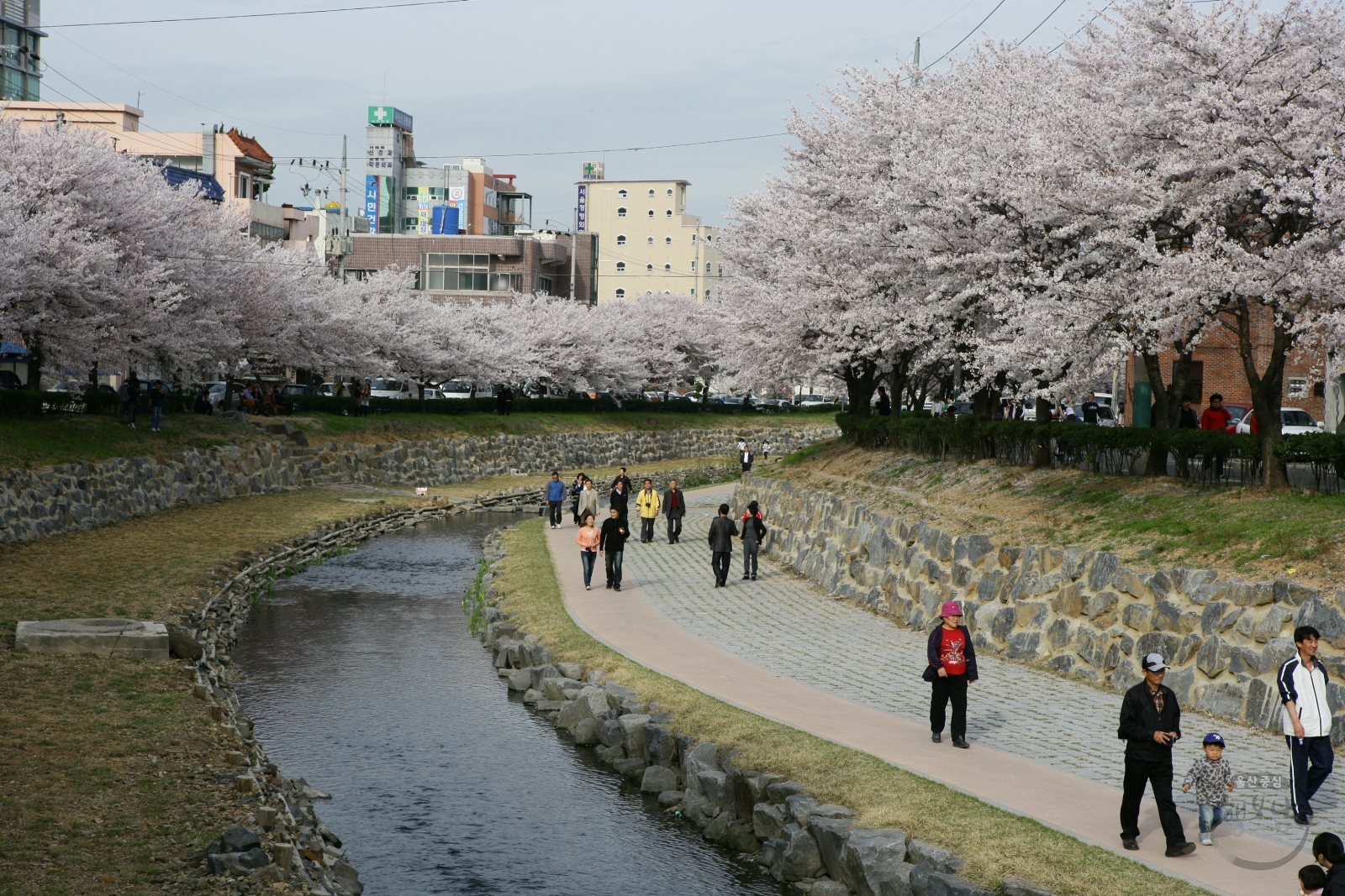 제2회 궁거랑 벚꽃한마당 의 사진