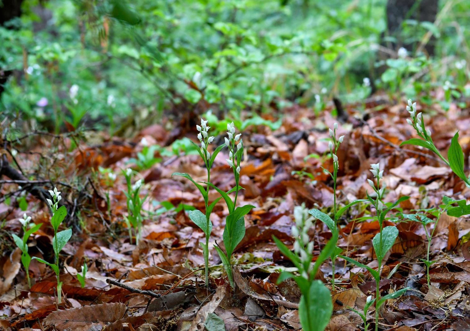 솔마루길 야생화 - 은난초(銀蘭草) 의 사진