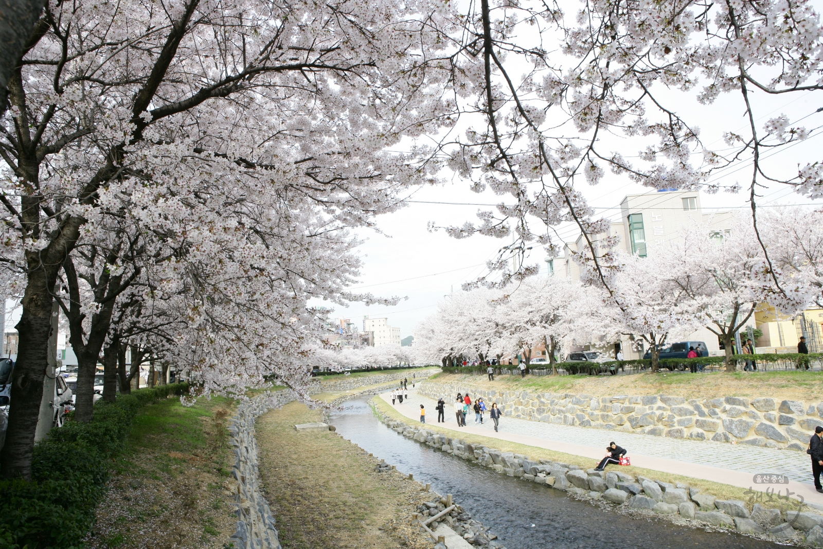 제2회 궁거랑 벚꽃한마당 의 사진