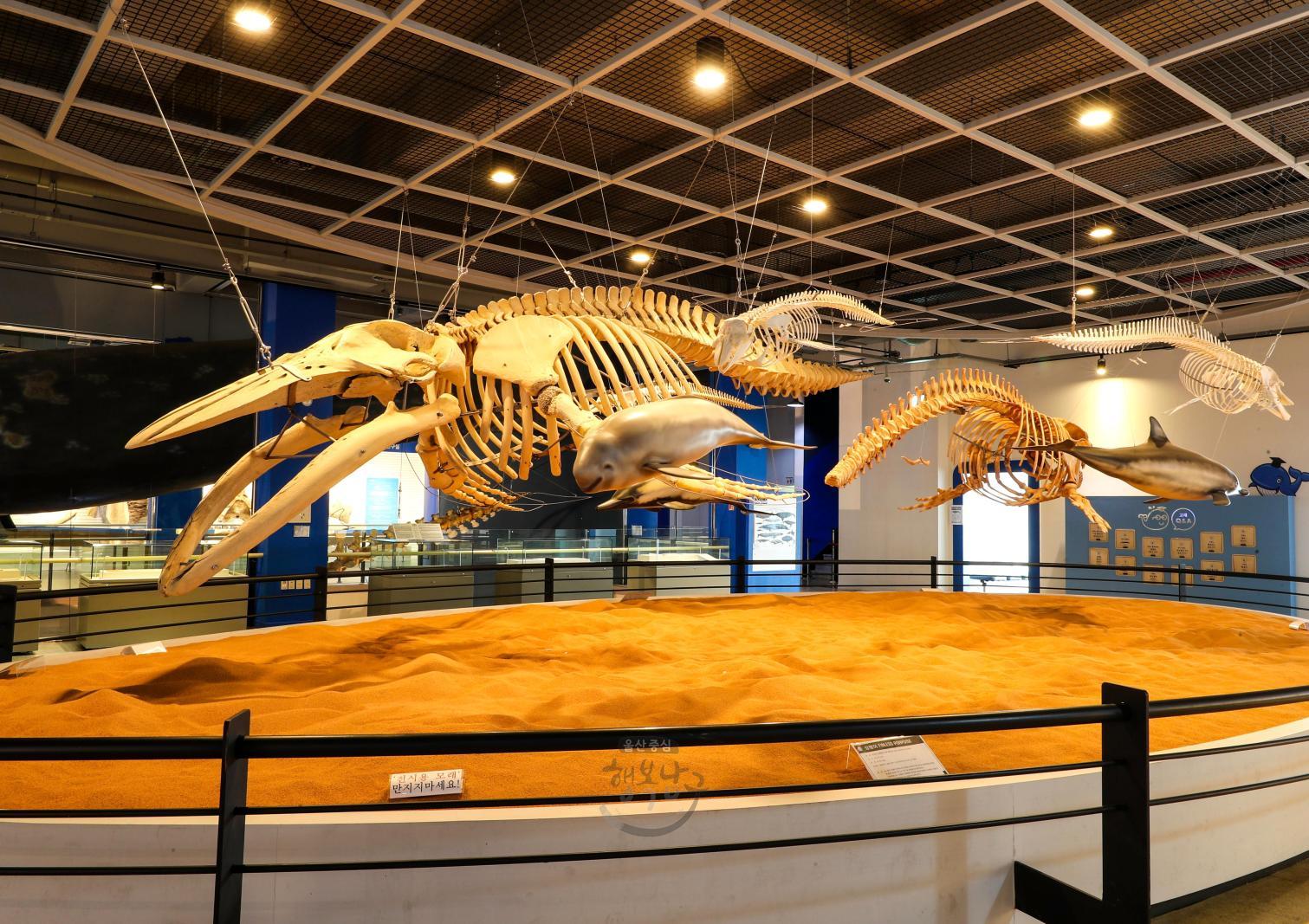 고래박물관 전시물(고래뼈) 의 사진