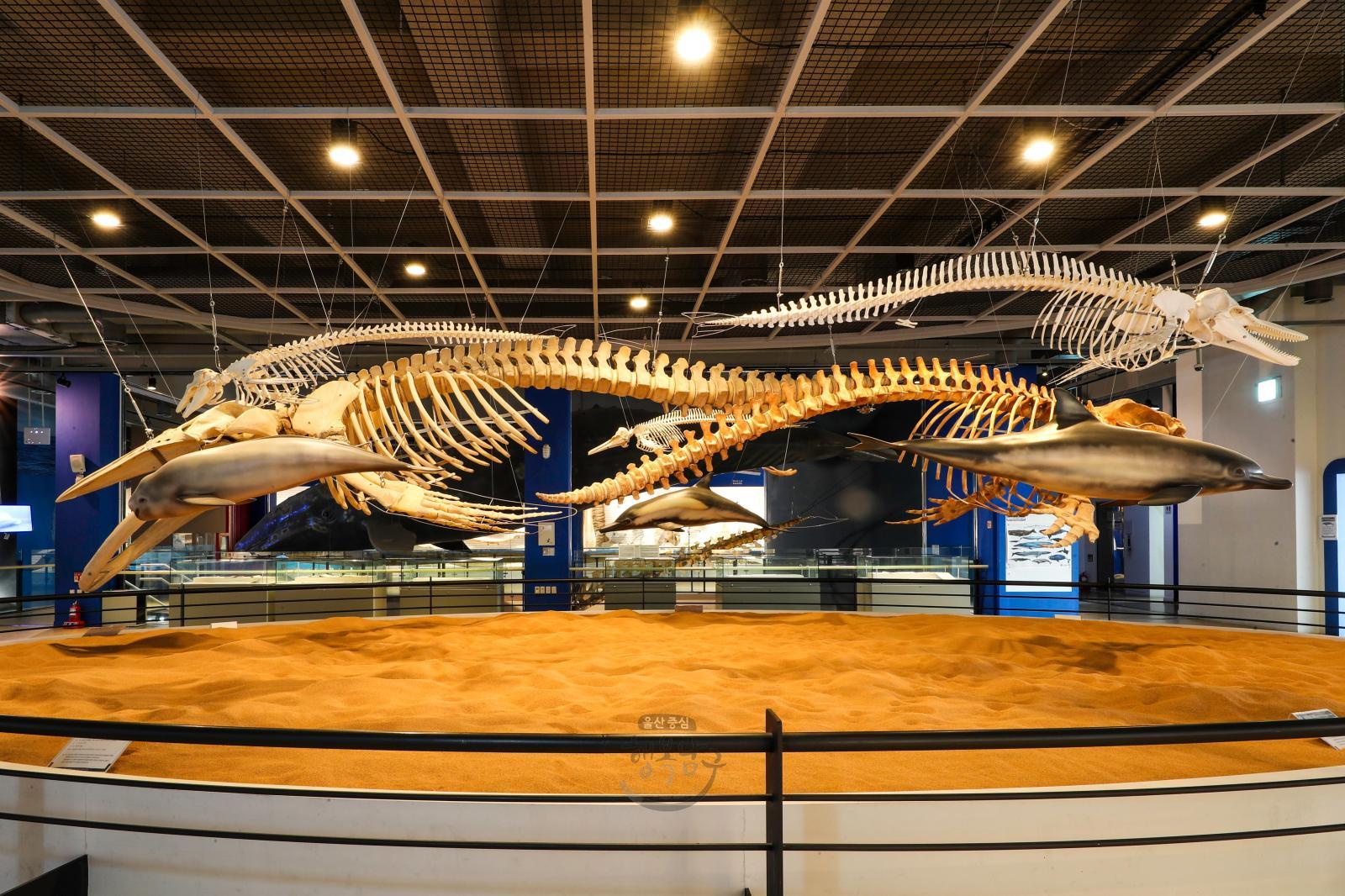 고래박물관 전시물(고래뼈) 의 사진