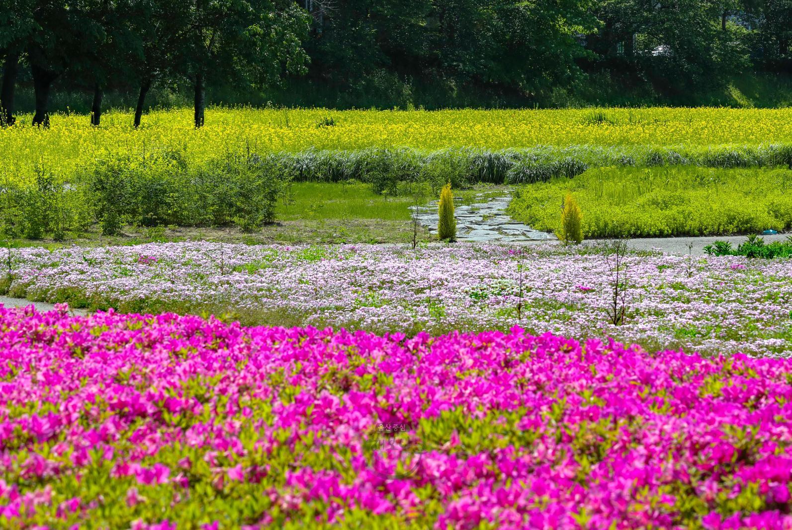 태화강철새공원 봄풍경 의 사진