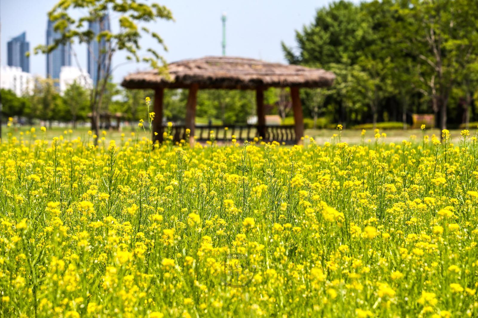 태화강철새공원 봄풍경 의 사진