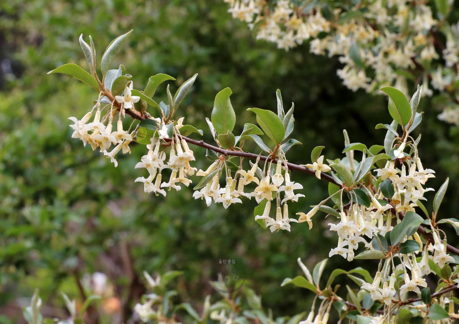 솔마루길 야생화 - 보리수나무 꽃 의 사진