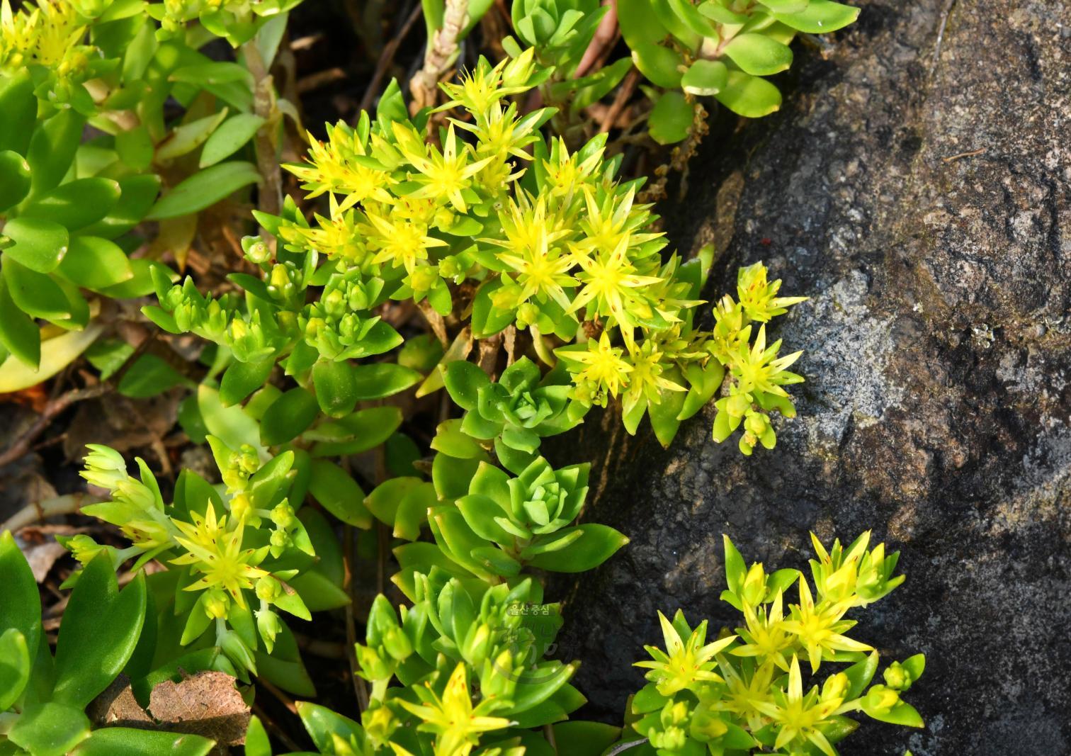 솔마루길 야생화 - 돌나물 꽃 의 사진