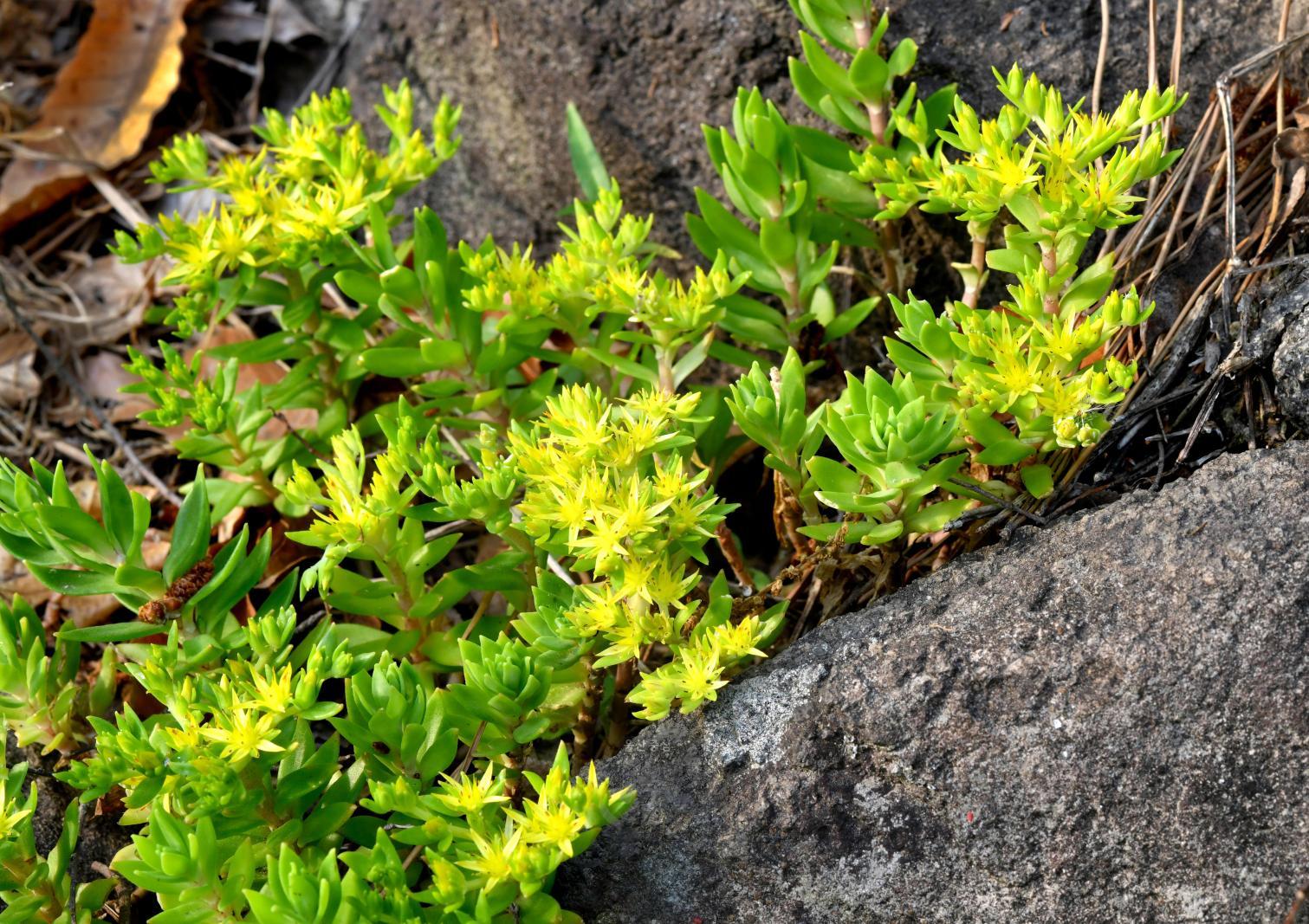 솔마루길 야생화 - 돌나물 꽃 의 사진