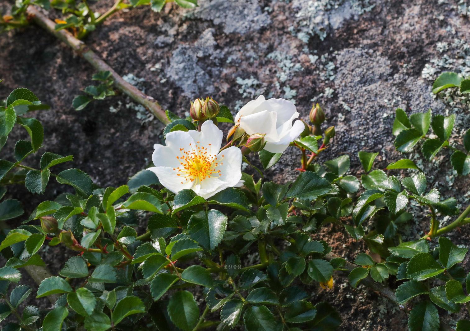 솔마루길 야생화 - 찔레꽃 의 사진