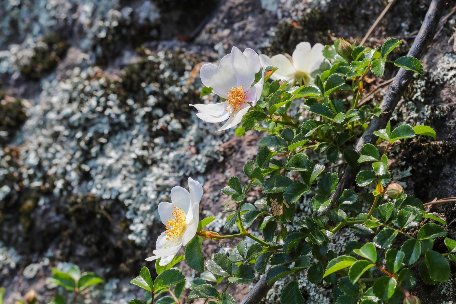 솔마루길 야생화 - 찔레꽃 의 사진