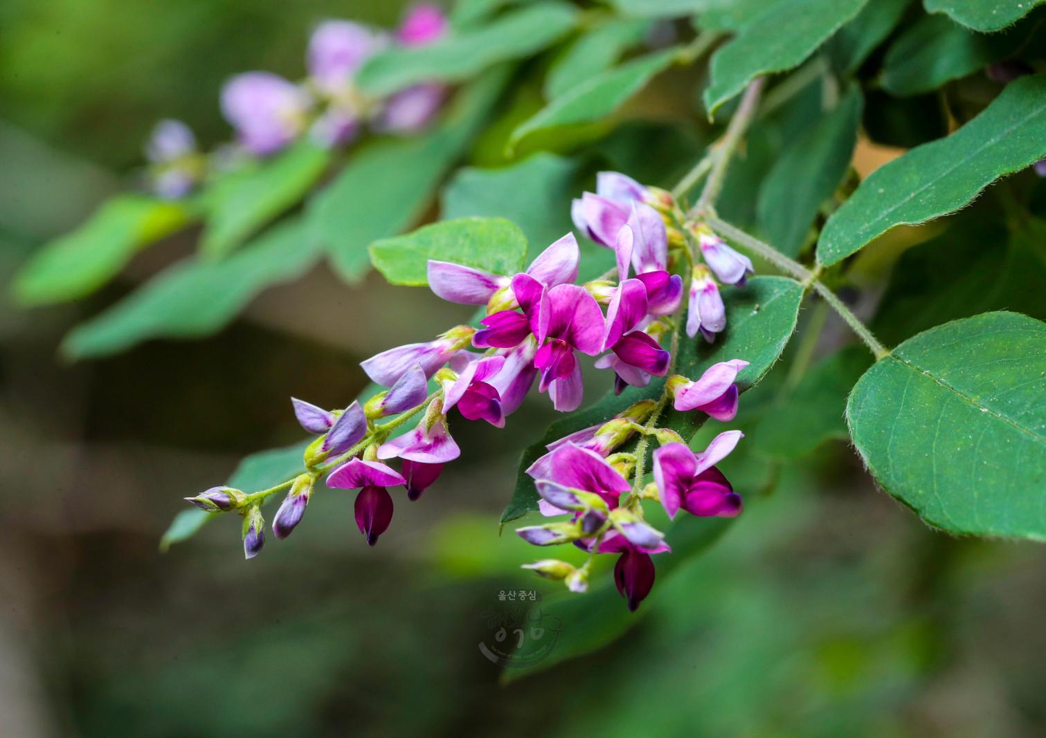 솔마루길 야생화 - 싸리꽃(싸리나무 꽃) 의 사진