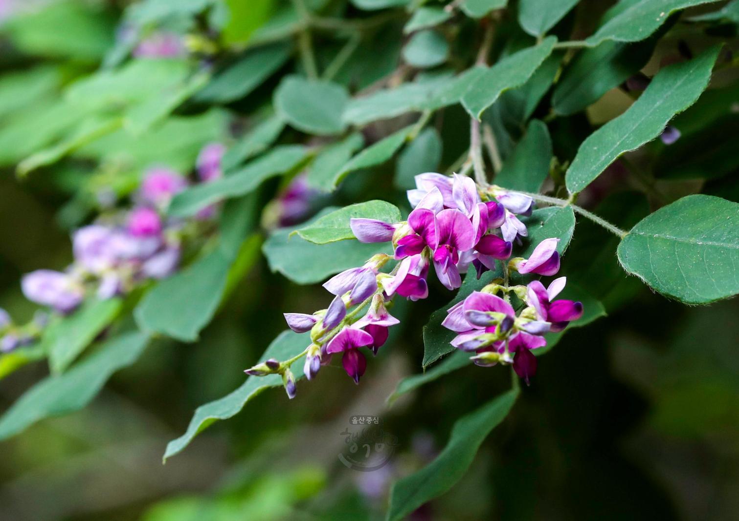 솔마루길 야생화 - 싸리꽃(싸리나무 꽃) 의 사진