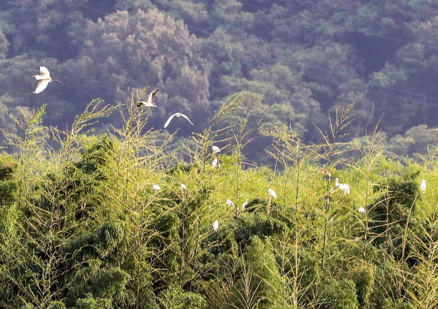 백로(태화강철새공원) 의 사진