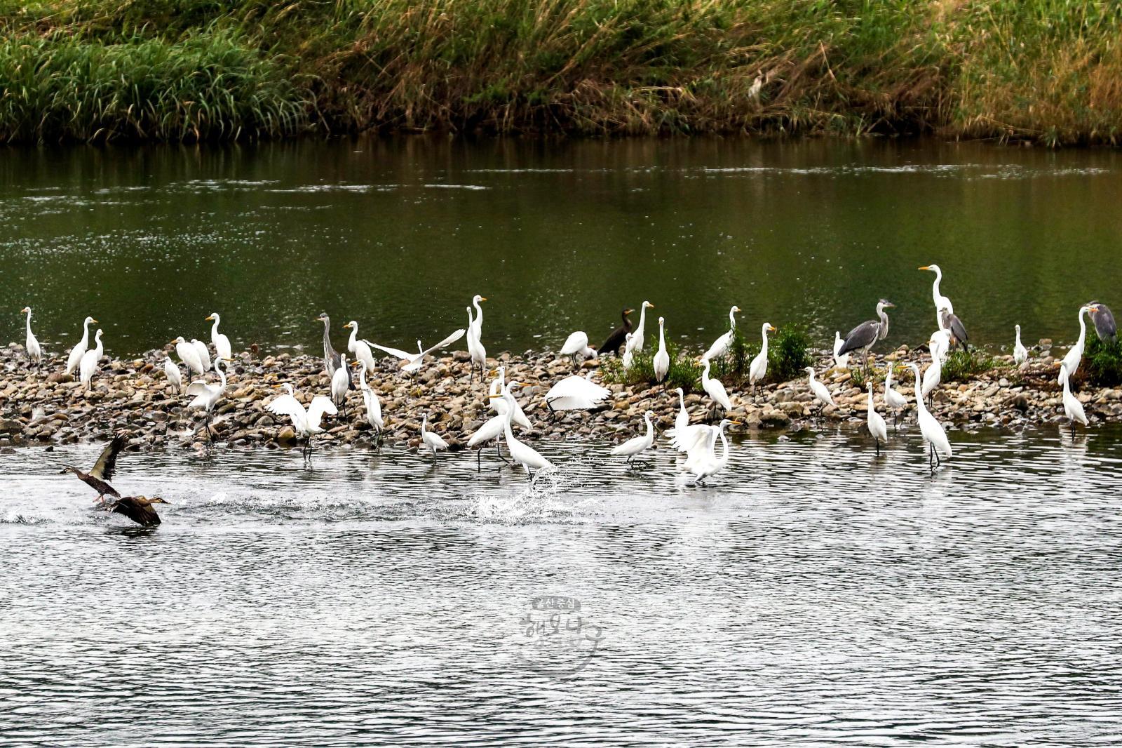 백로(태화강철새공원) 의 사진