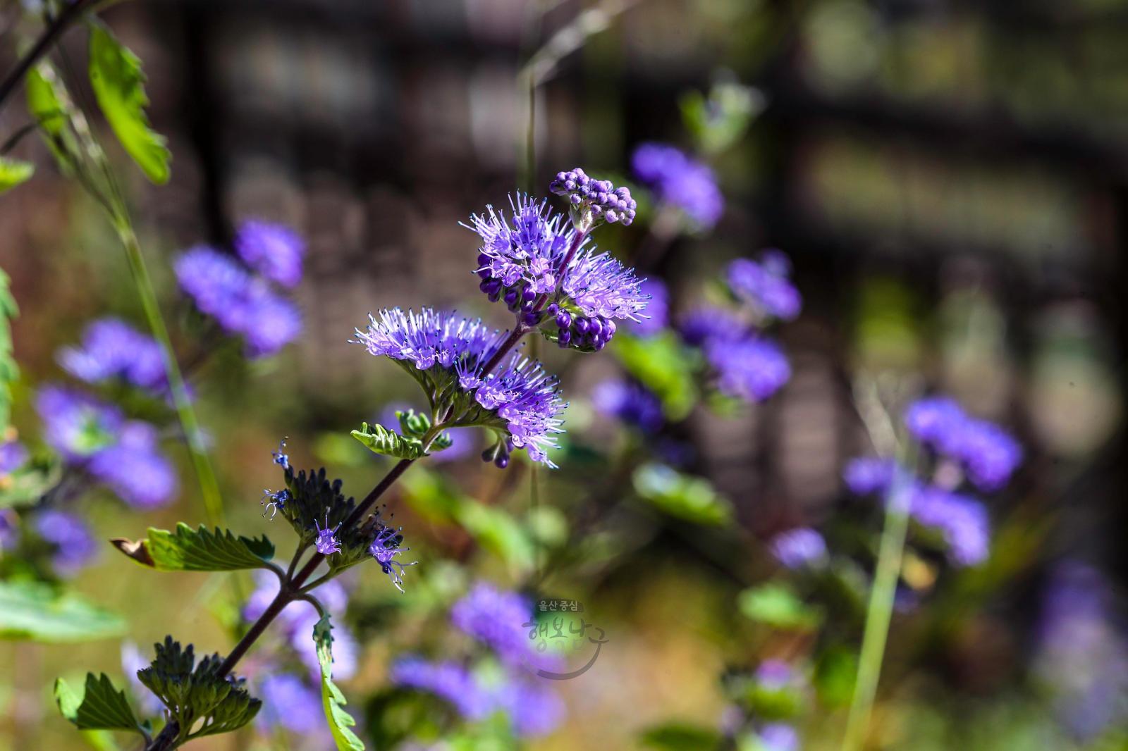 솔마루길 야생화 - 층꽃나무 꽃 의 사진
