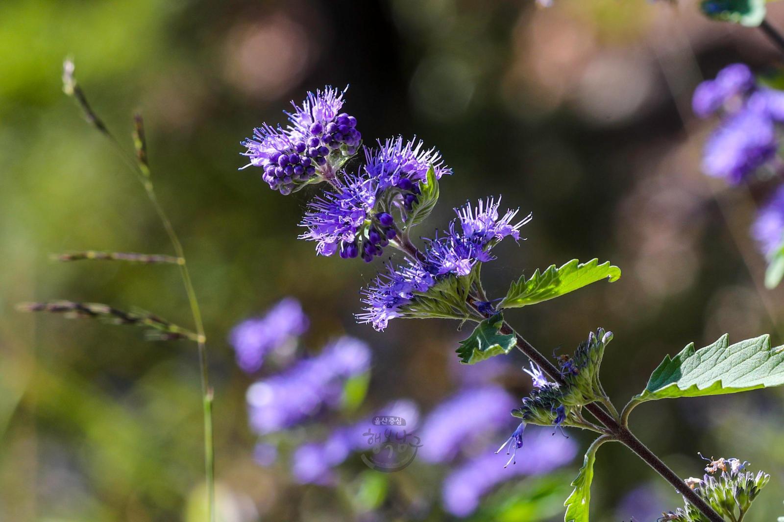 솔마루길 야생화 - 층꽃나무 꽃 의 사진