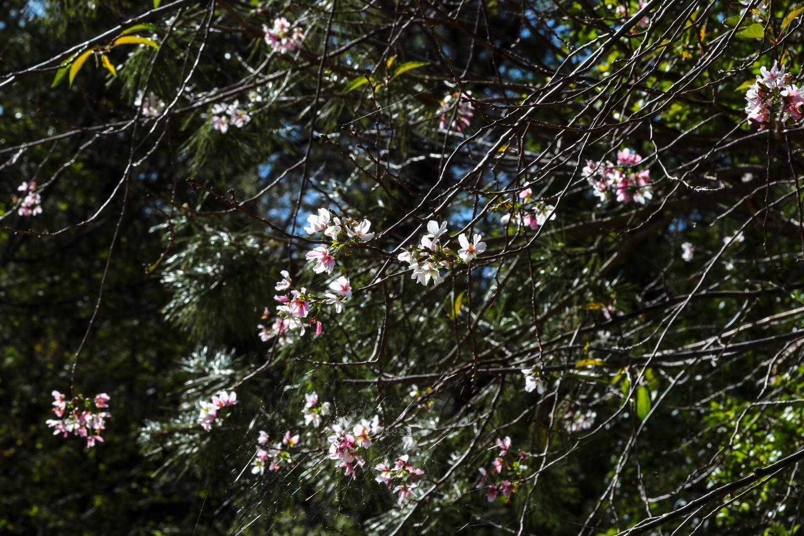 가을에 핀 벚꽃 의 사진