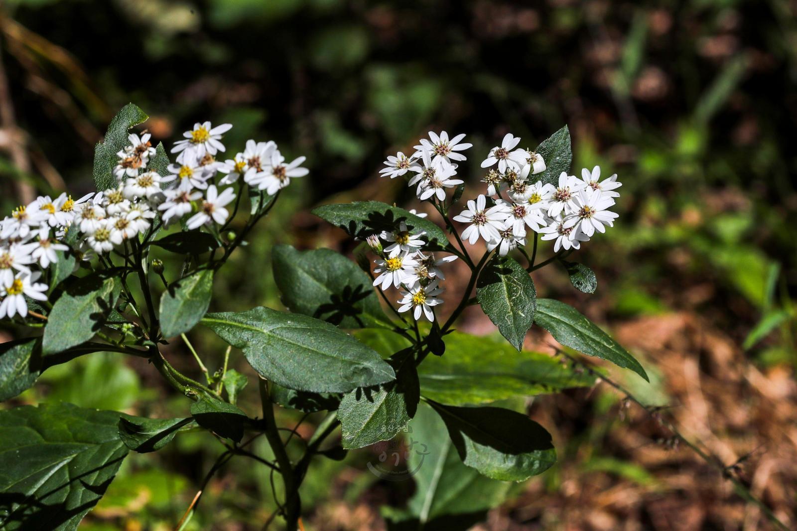 솔마루길 야생화 - 까실쑥부쟁이 꽃 의 사진