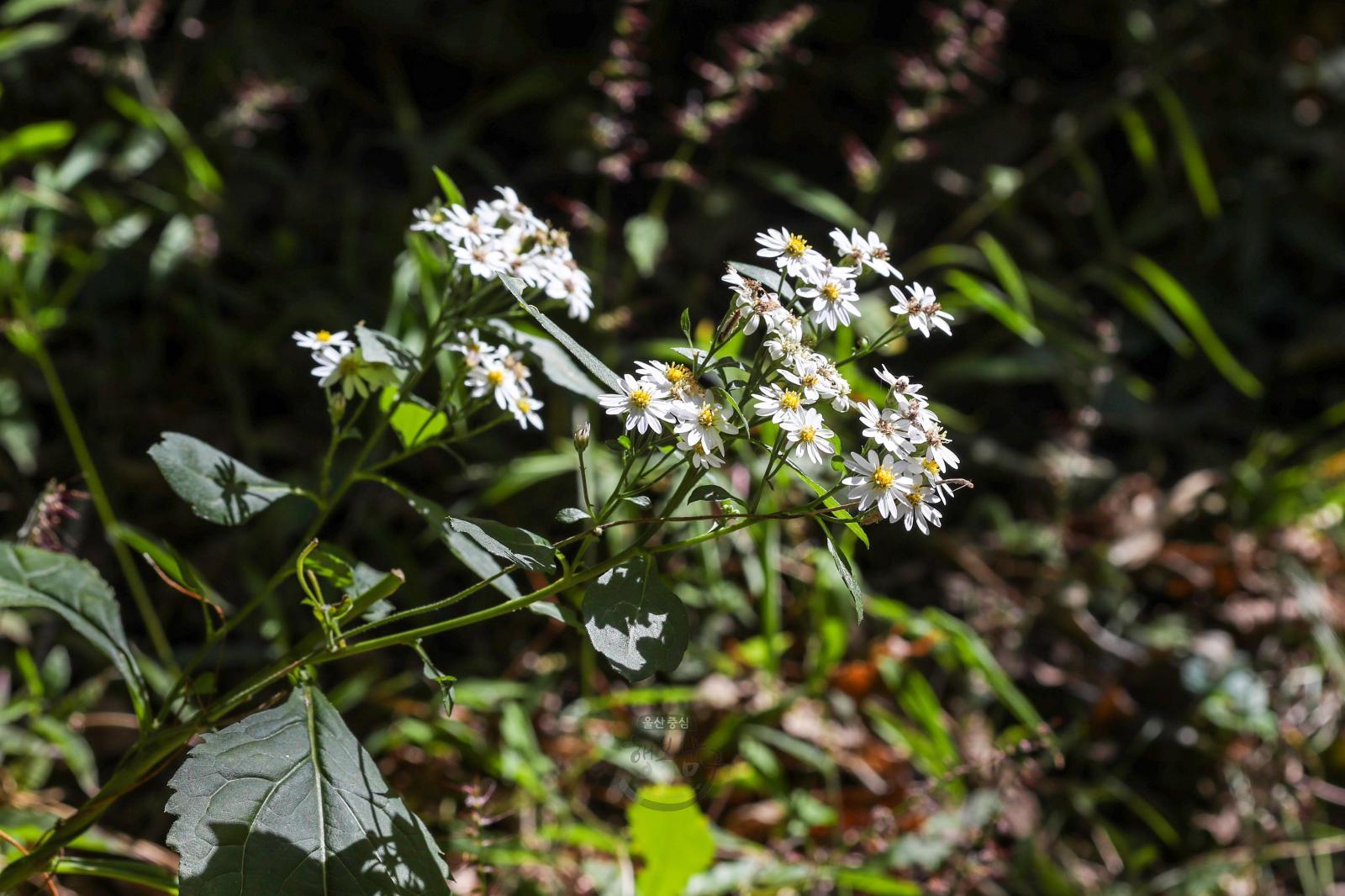 솔마루길 야생화 - 까실쑥부쟁이 꽃 의 사진