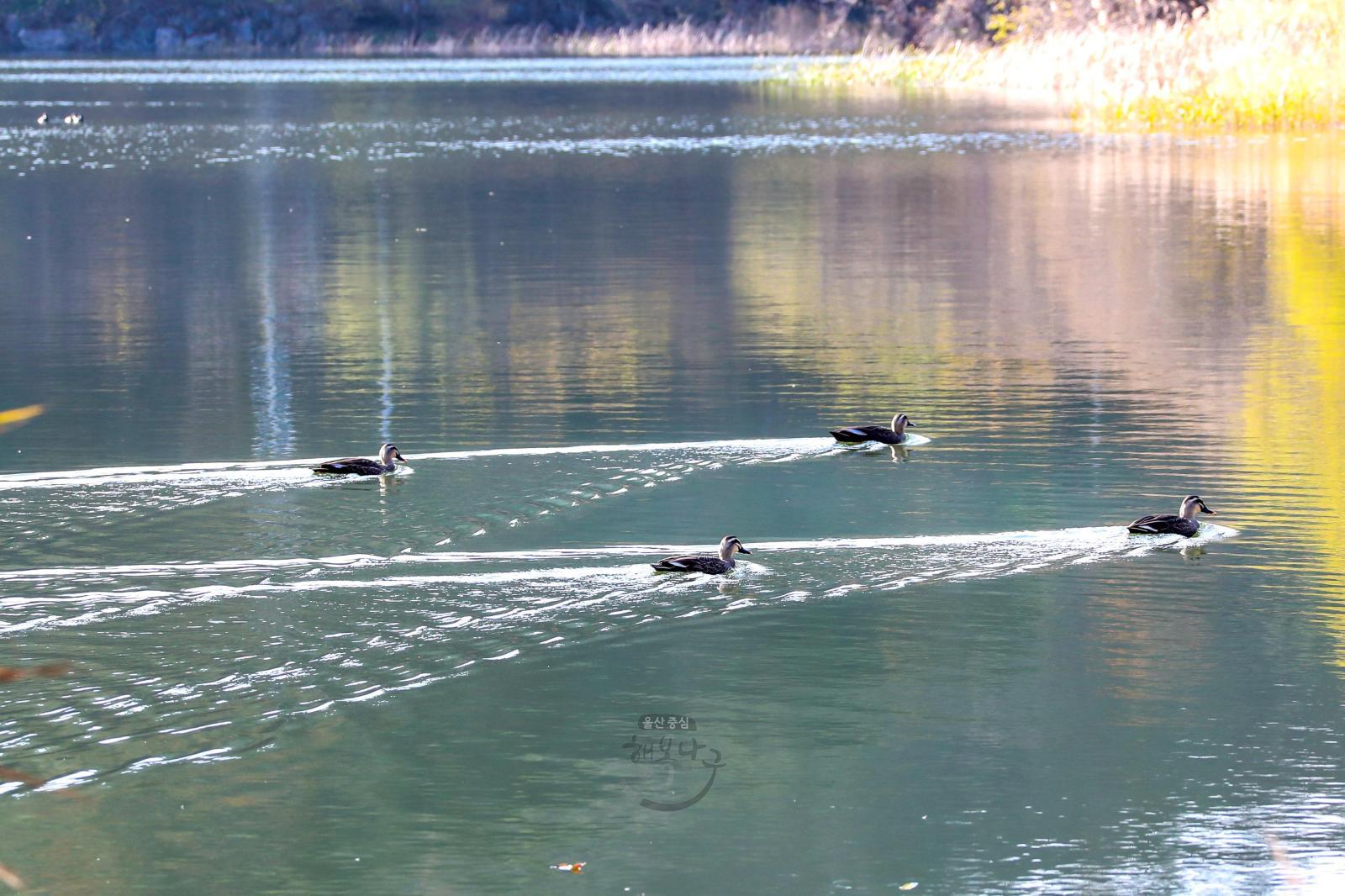 선암호수공원 겨울철새(댕기흰죽지,청둥오리) 의 사진