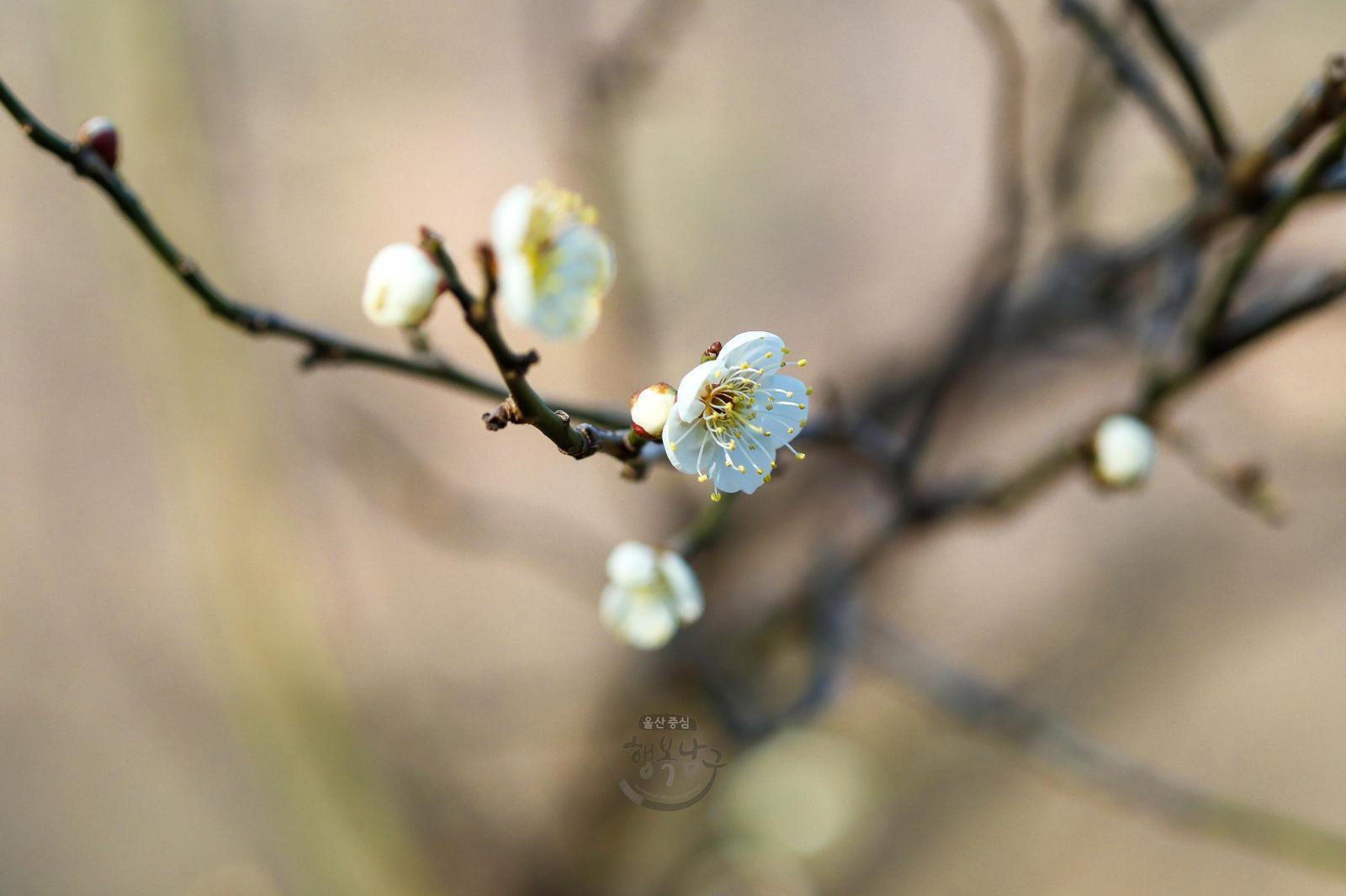 선암호수공원 매화 첫 개화 의 사진