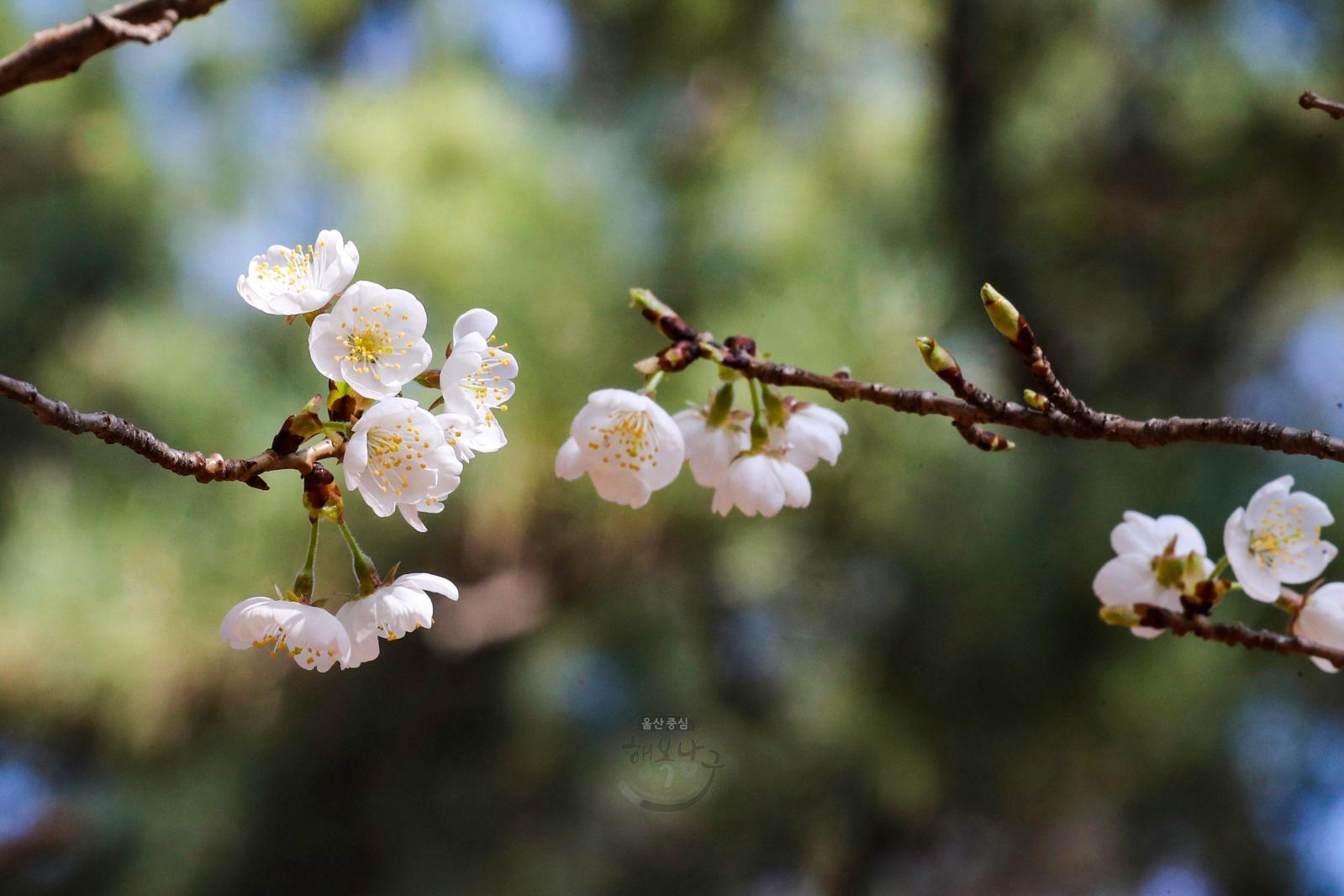 벚꽃 개화 시작(솔마루길) 의 사진