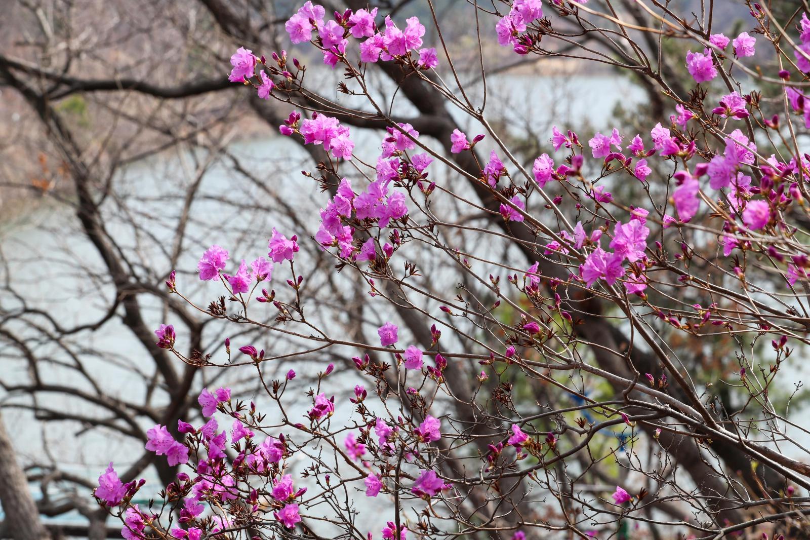 진달래꽃(선암호수공원) 의 사진
